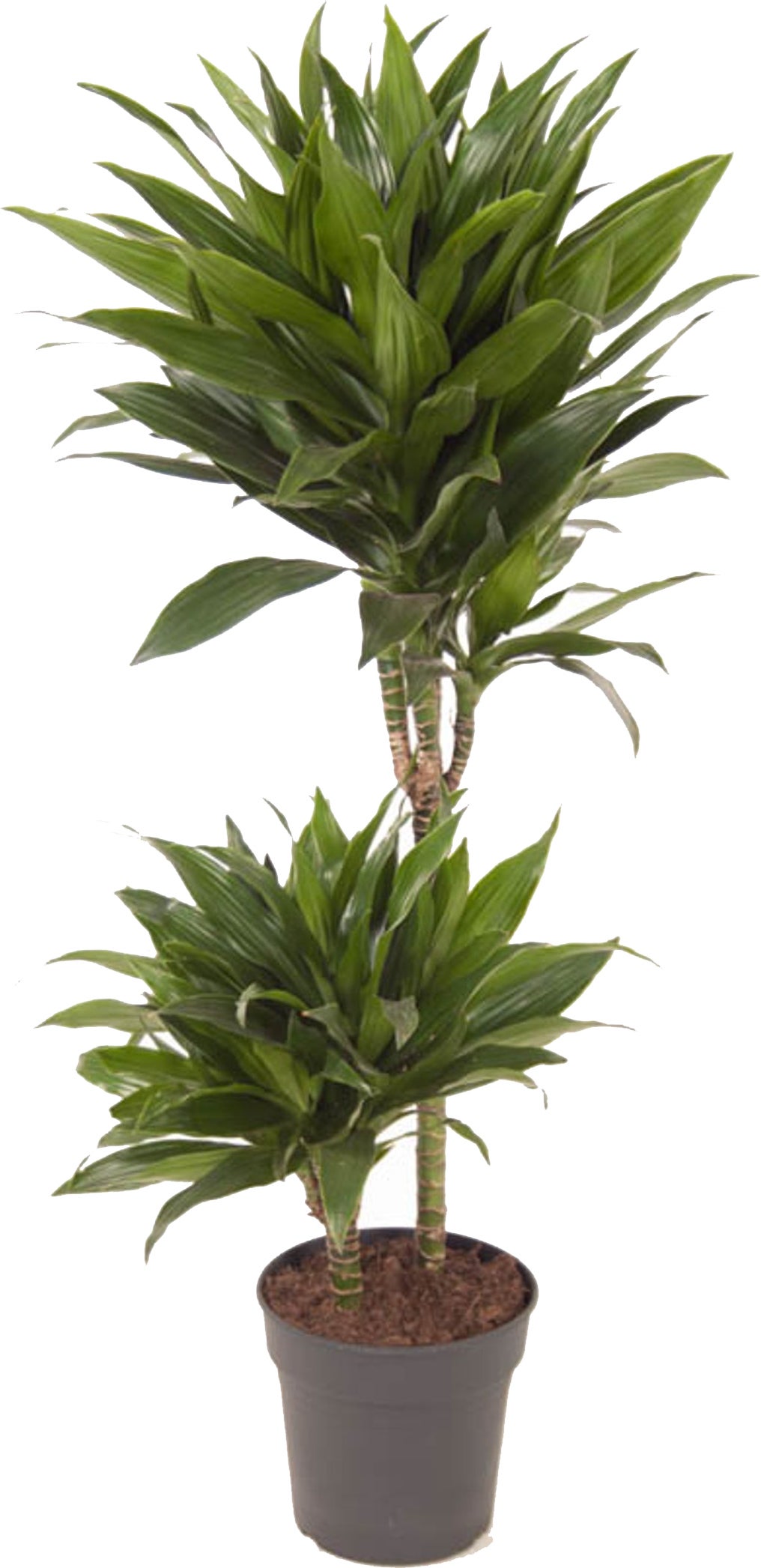 Drakenbloedboom (Dracaena fragrans 'Green Jewel') D 19 H 85 cm