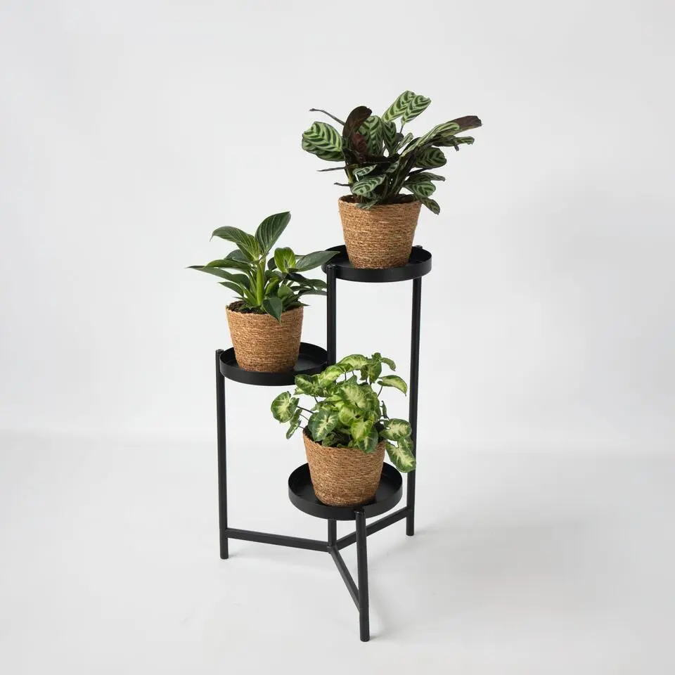 Mix van 3 kamerplanten incl. mandjes - Hoogte 25-40cm - ⌀12cm