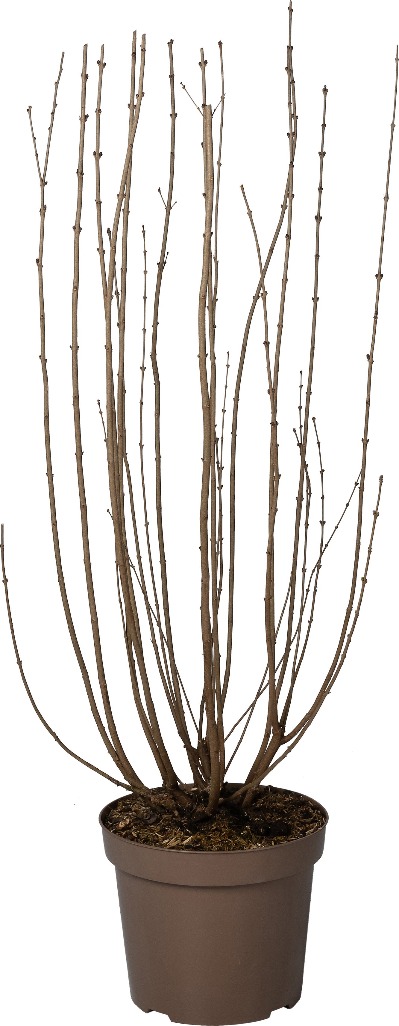 Dwergsering (Syringa 'Tinkerbelle') D 32 H 100 cm
