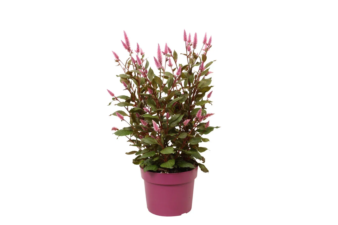 Celosia Celosia 'Wild Pink' Ø19 cm
