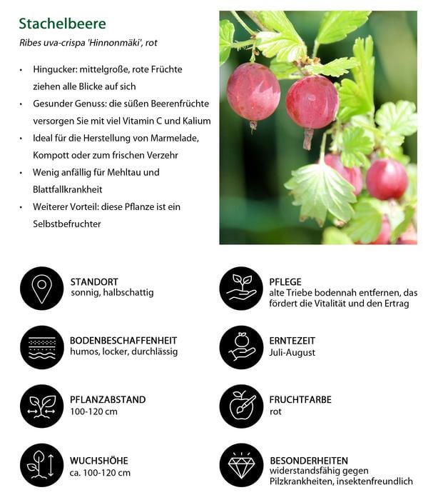Stachelbeer-Set Aromabeeren, 3-teilig