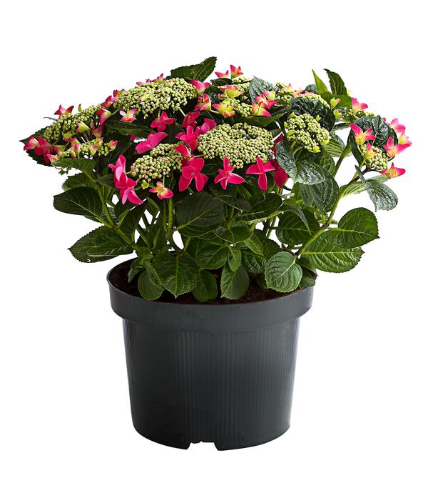 Teller-Hortensie, ca. 30-40 cm
