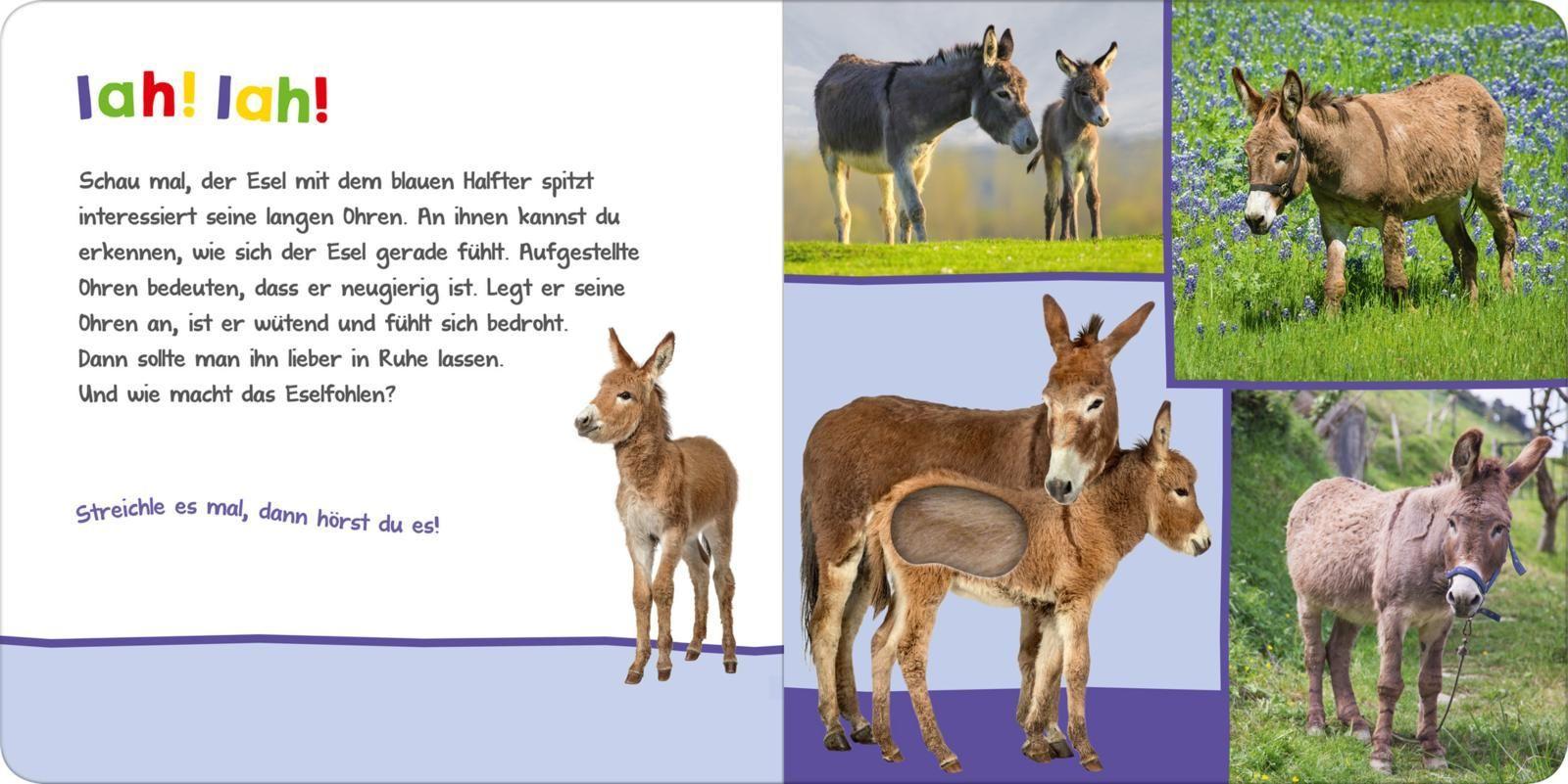 Hör mal rein, wer kann das sein? - Auf der Weide