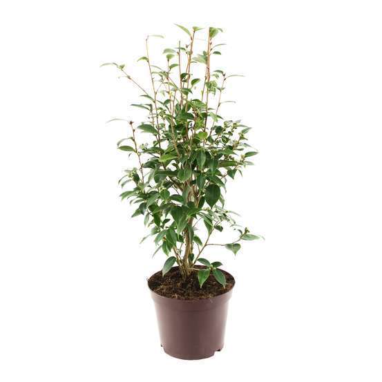 Camellia 'Spring Festival' : H 60/70 cm, ctr 7 Litres