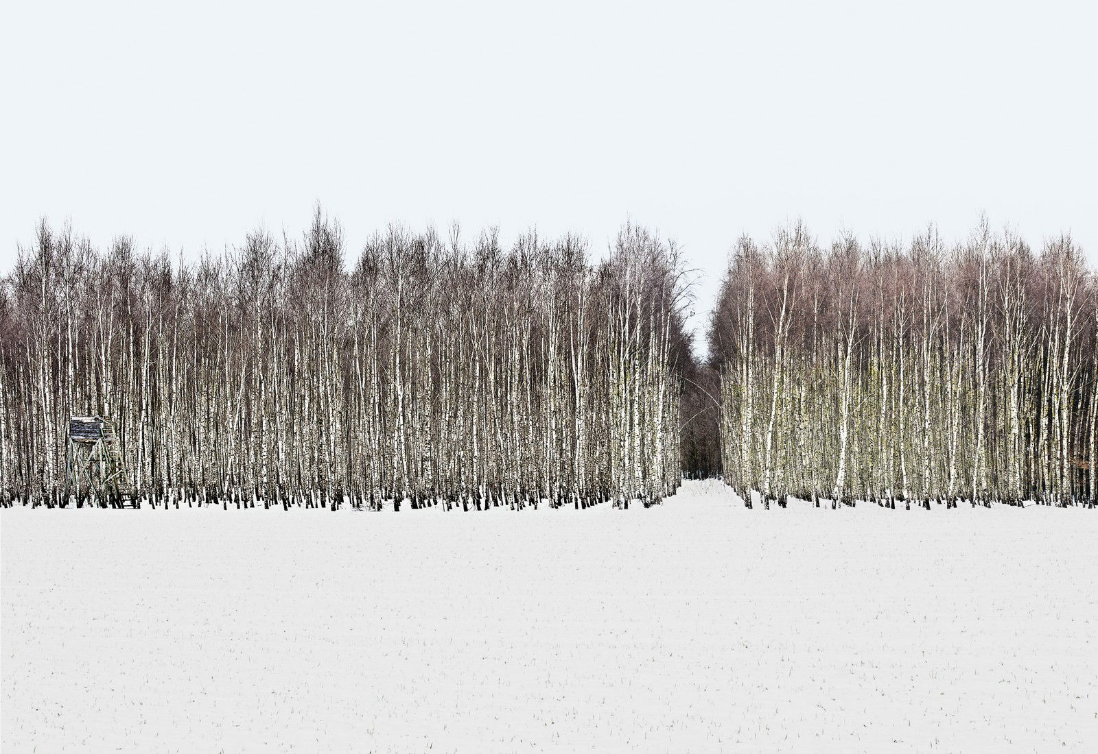 Forest 1 by Hartwig Klappert - Limited Edition. Edition of: 100. Signed.