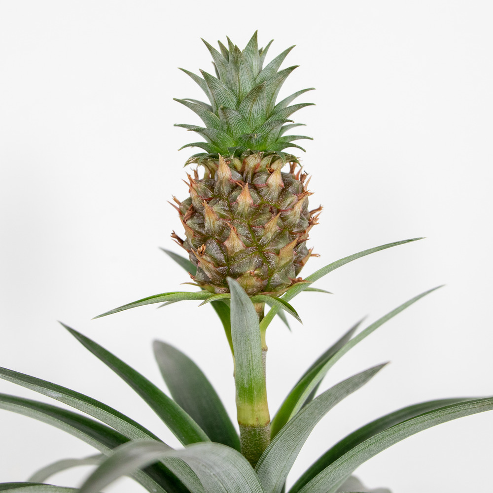 2x ananas comosus 'mi amigo' – plant d'ananas – peu d'entretien – ⌀12 cm – ↕30-40 cm