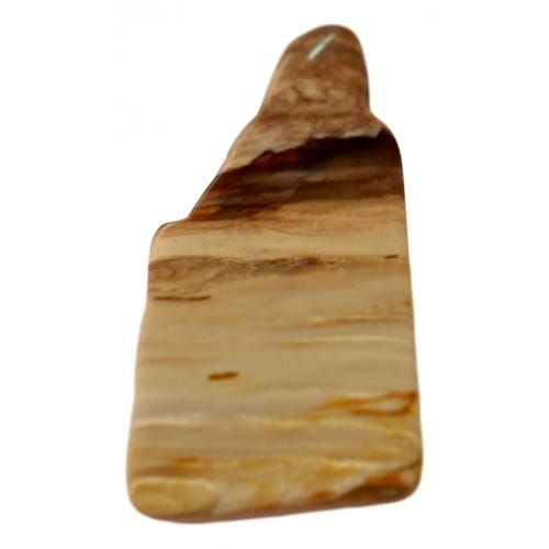 Tranche de bois silicifié