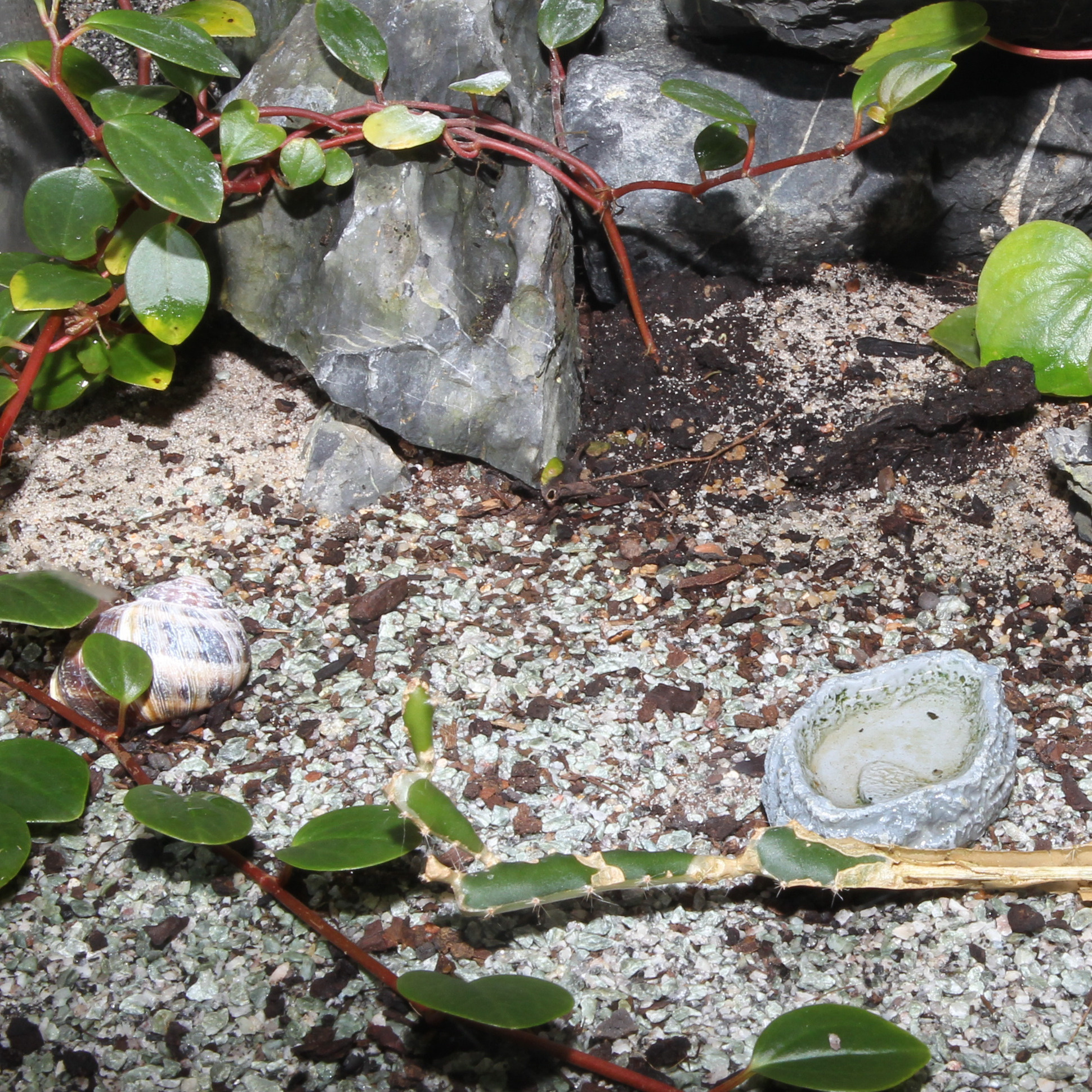JBL ReptilBar Grijs S Waterschaal | terrarium