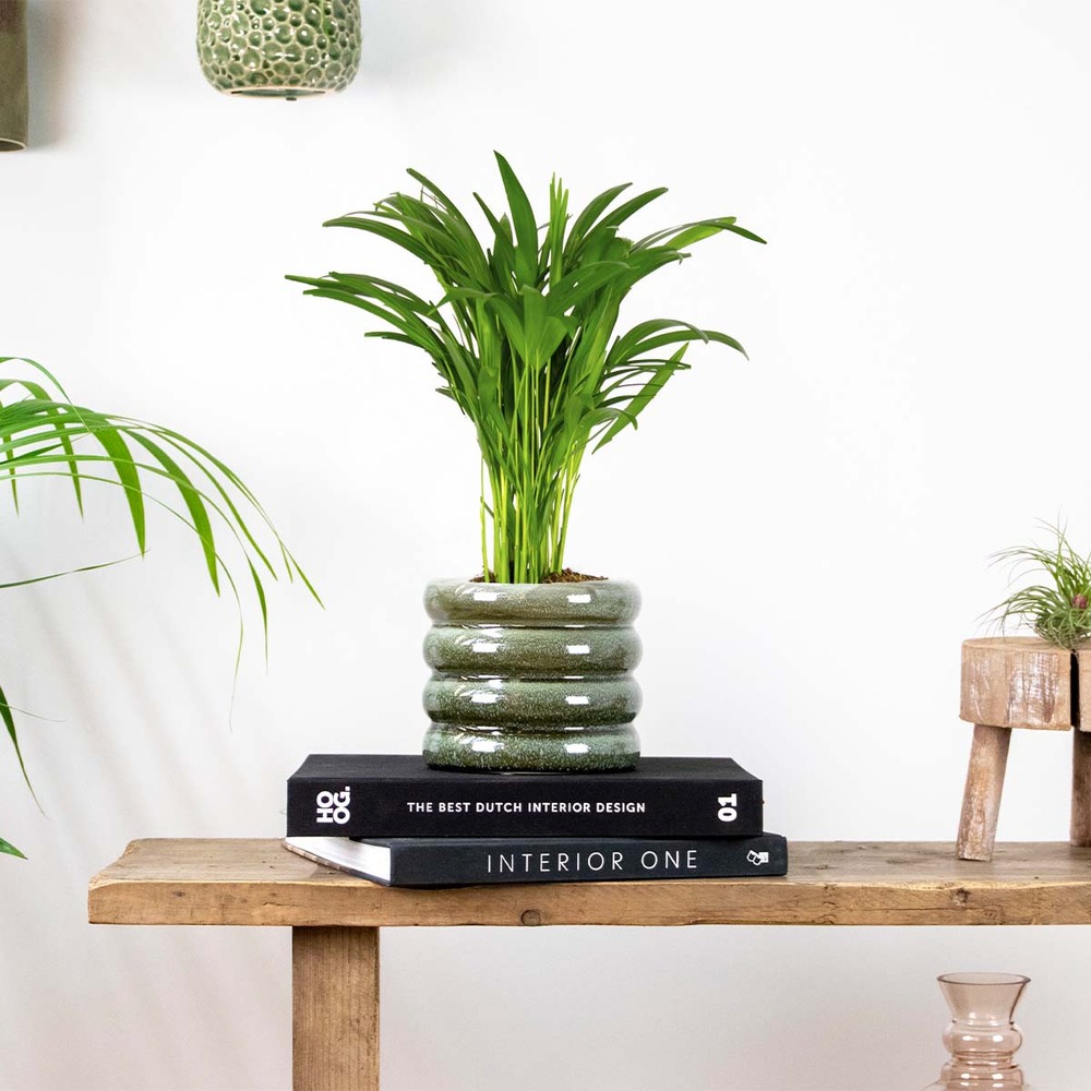 Dypsis lutescens - palmier dorés - plante d'intérieur - entretien facile – ⌀14 cm - ↕40-50 cm
