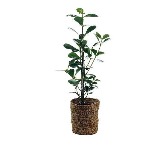 Zimmerpflanze »Clusia Green Magic« mit Topf
