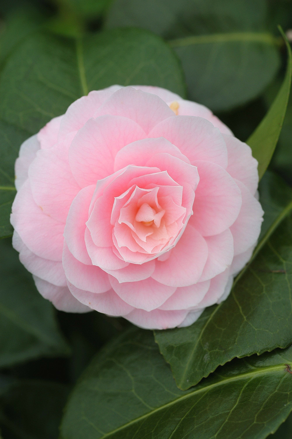 Camélia 'usu otome' - 4l