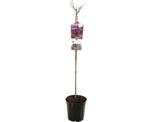 Rozenstruik 'Minerva' FloraSelf Rosa 'Minerva' stamhoogte 90 cm Co 5 L