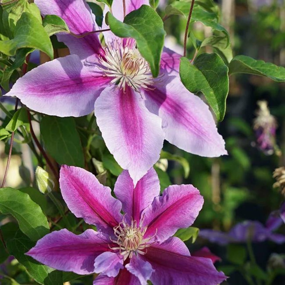 Clématite 'dr ruppel' - clematis 1,5l