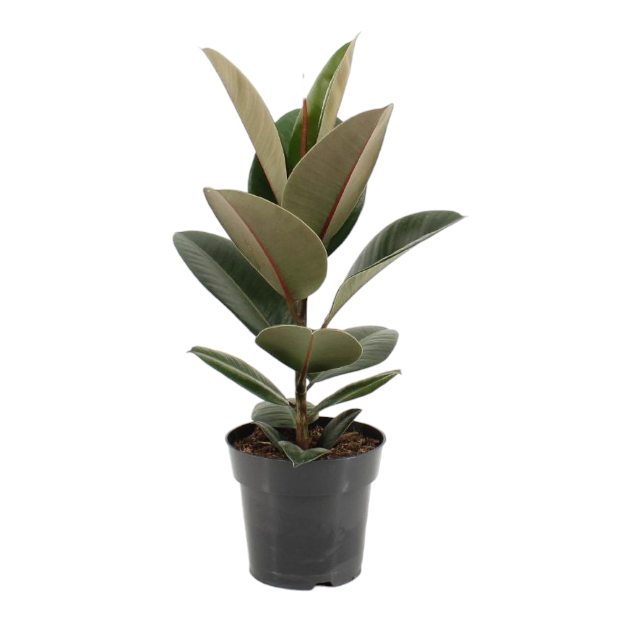Plante d'intérieur - ficus elastica robusta 55.0cm