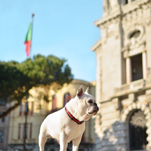 Coleira para cães Dashi com listras vermelhas e pretas em poliéster.