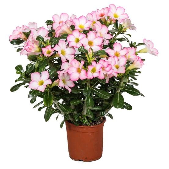 Adenium obesum - pot D14cm
