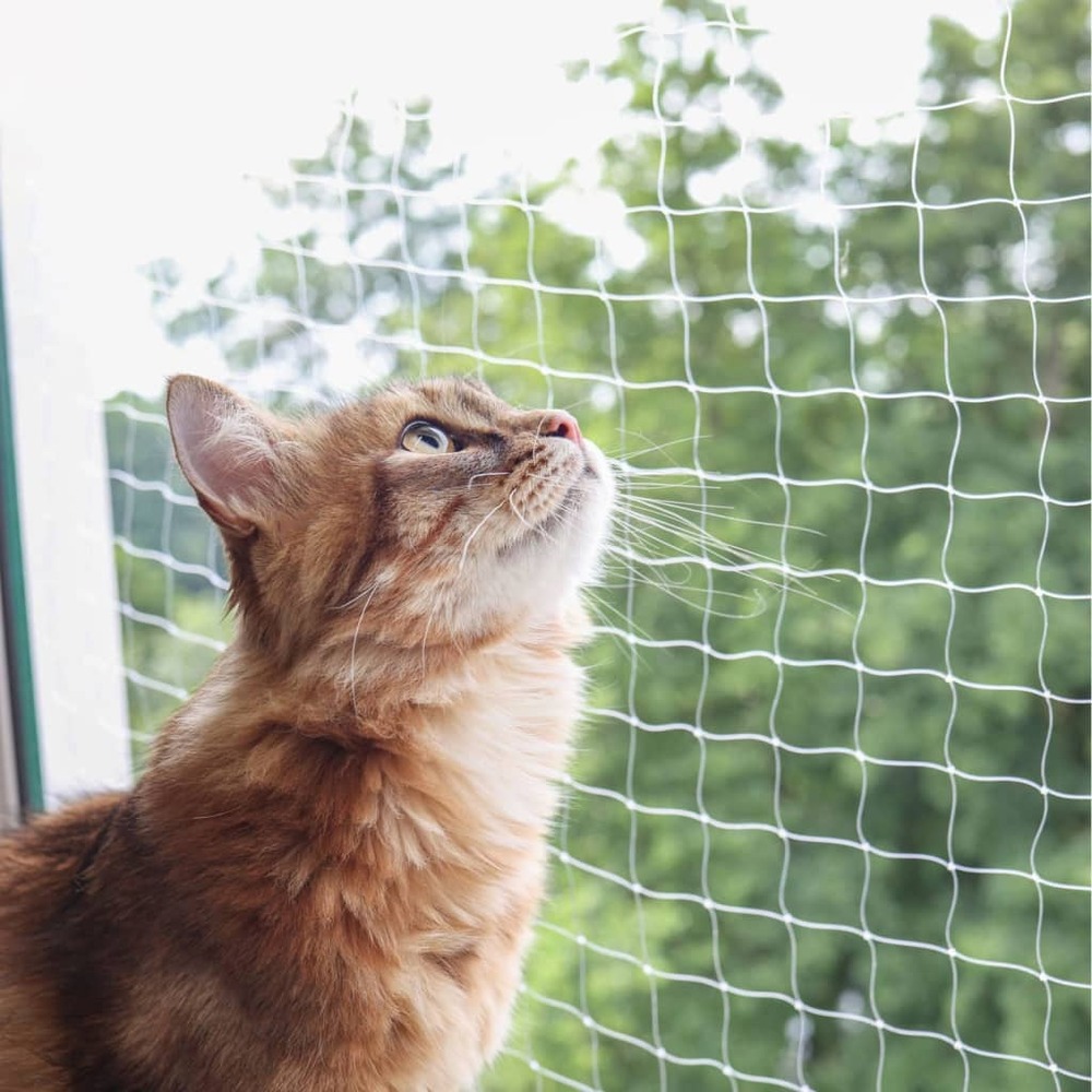 Filet de protection pour chat 4x3 m transparent