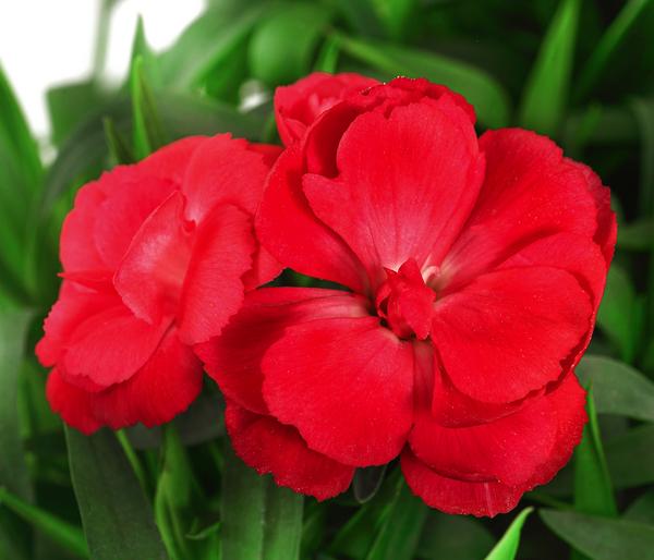 Garten-Nelke, verschiedene Farben