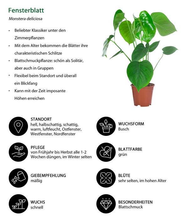 Zimmerpflanzen-Set Grüne Blätter, 4-teilig