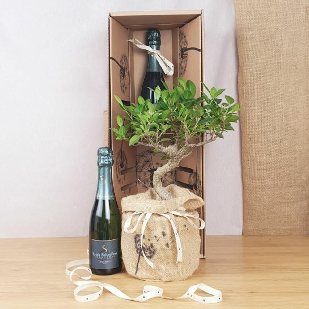 Coffret d'un bonsaï ficus retusa, avec une bouteille de champagne bio