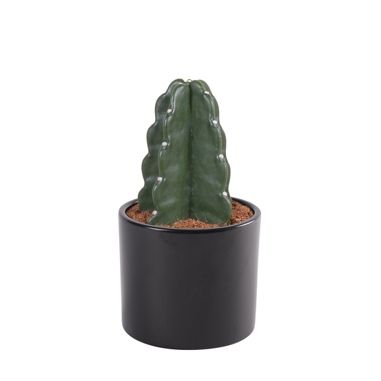 Cactus Cuddly - pot D12cm
