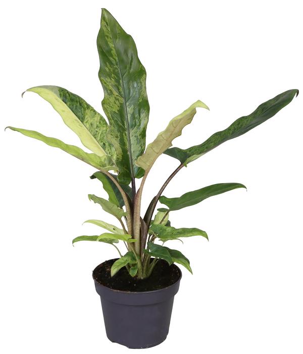 Pfeilblatt - Alocasia lauterbachiana variegata