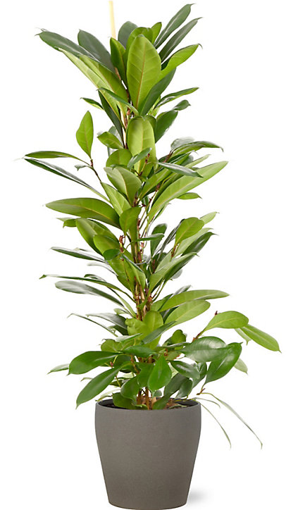 Ficus cyathistipula 21cm avec cache pot pierre