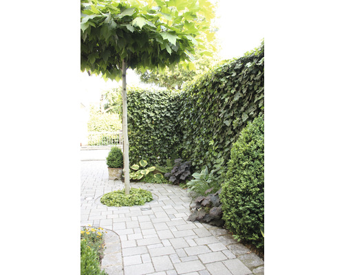 Privacyhaag klimop Helix Hedera helix 'Woerneri' H205xB120 cm