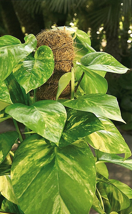 Tuteur pour plante en fibre de coco H 60 cm