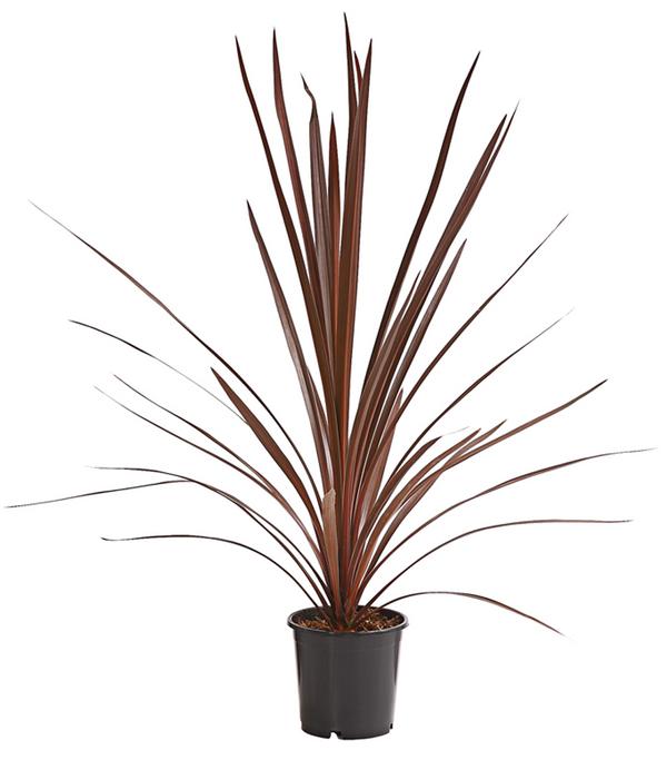 Keulenlilie - Cordyline australis