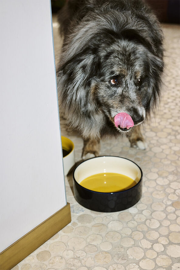 Hay HAY Dogs Bowl-Large-Yellow, blue