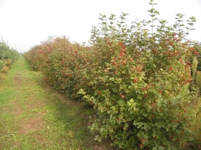 Gelderse roos (Viburnum opulus) H 60-100 cm vanaf 10 stuks
