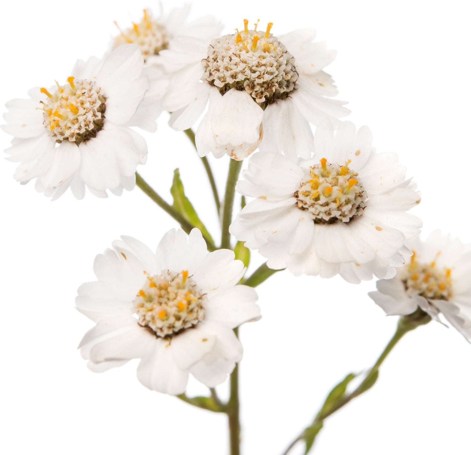 Duizendblad (Achillea ptarmica 'The Pearl') D 9 H 5 cm