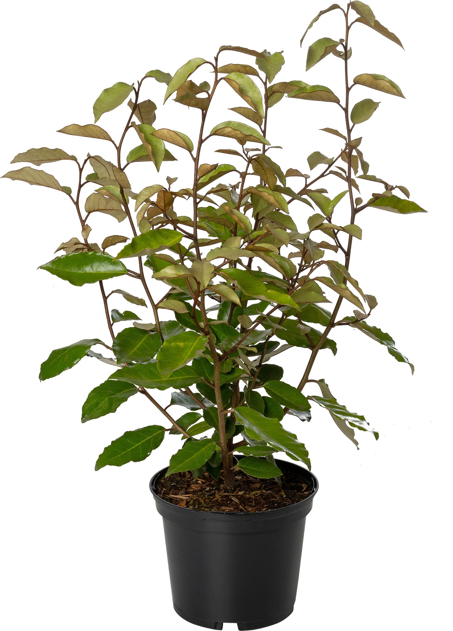 Olijfwilg (Elaeagnus ebbingei) H 175 cm