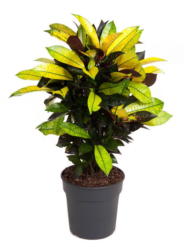 Plante d'intérieur - codiaeum 'mrs iceton' 70.0cm