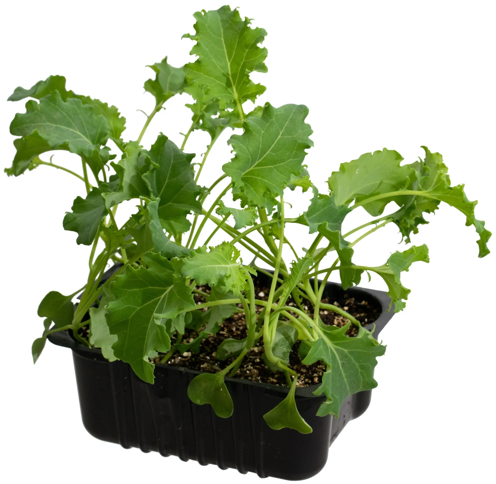 Red Kale 14 cm Rødkålboks 14 cm Ø14 cm