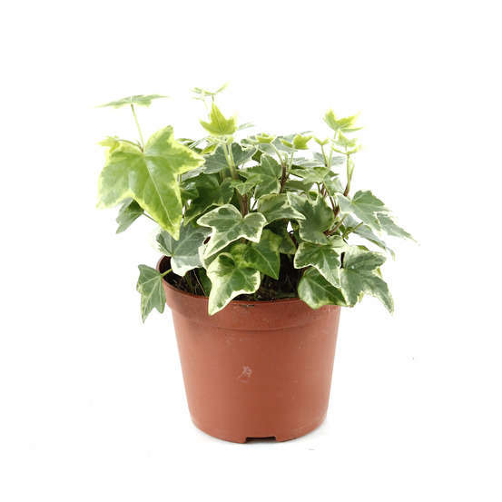 Lierre panaché: pot d.9/10 cm