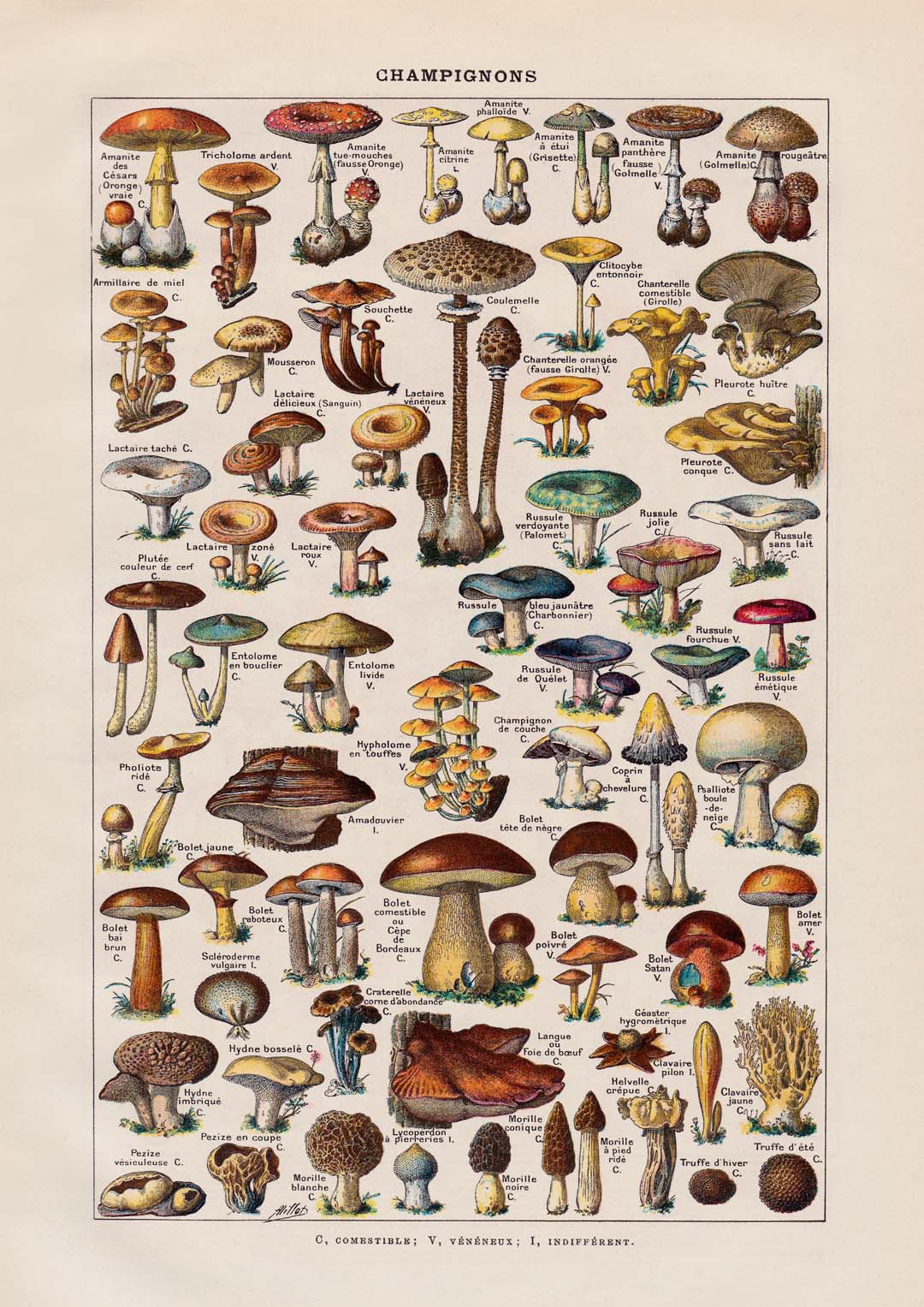 Antiker Champignon von Adolphe Millot