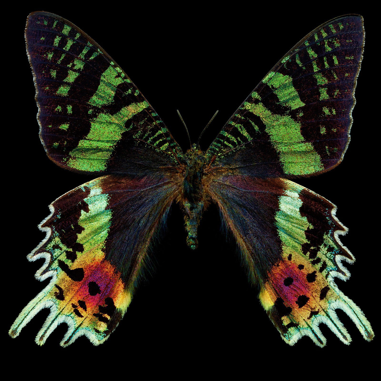 Butterfly II by Heiko Hellwig - Limited Edition. Edition of: 150. Signed.