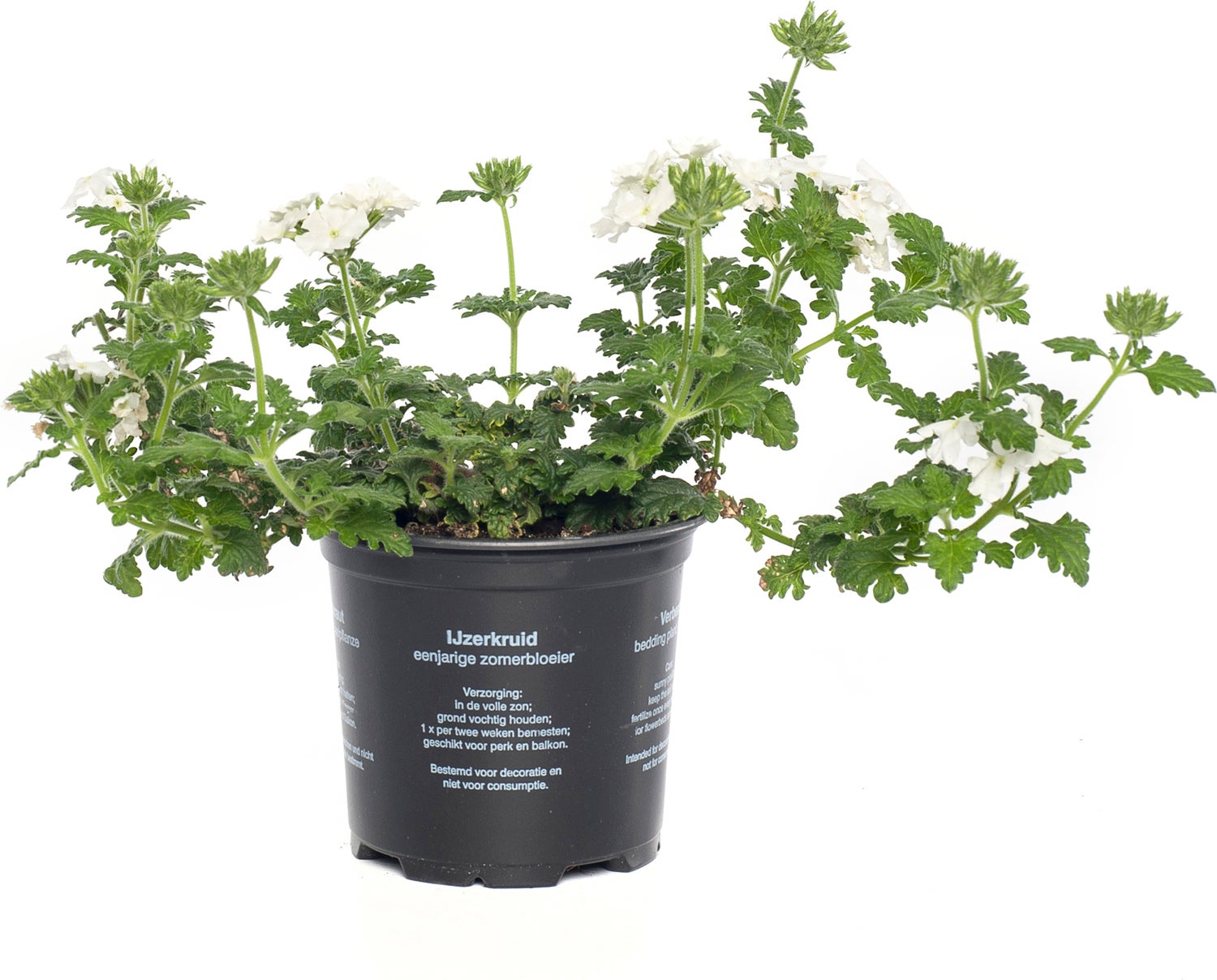 IJzerhard (Verbena) wit D 13 H 15 cm