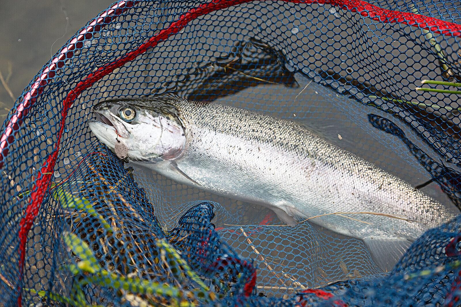 Masukuroto Boon 3.5g (Nories)