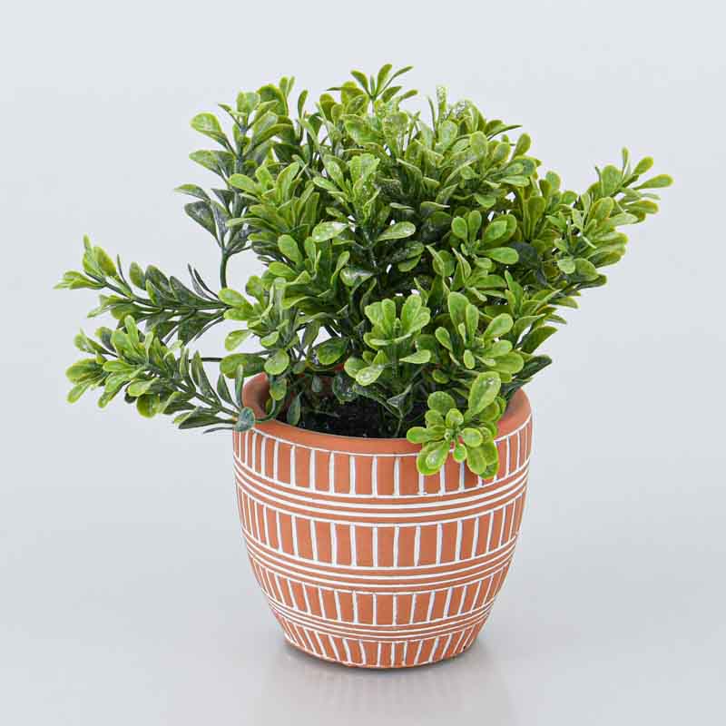 Herbes en pot