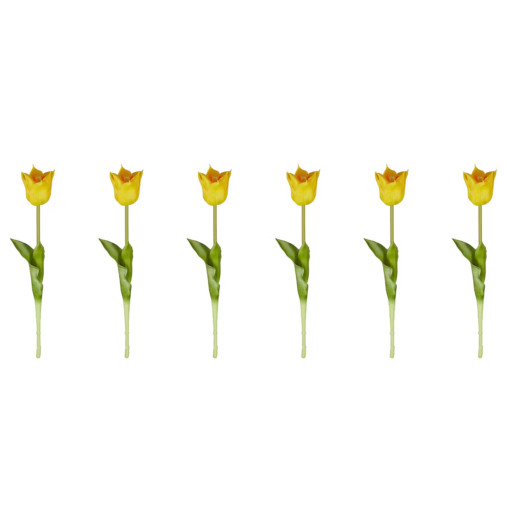 FLORISTA Tulpe 6er-Set