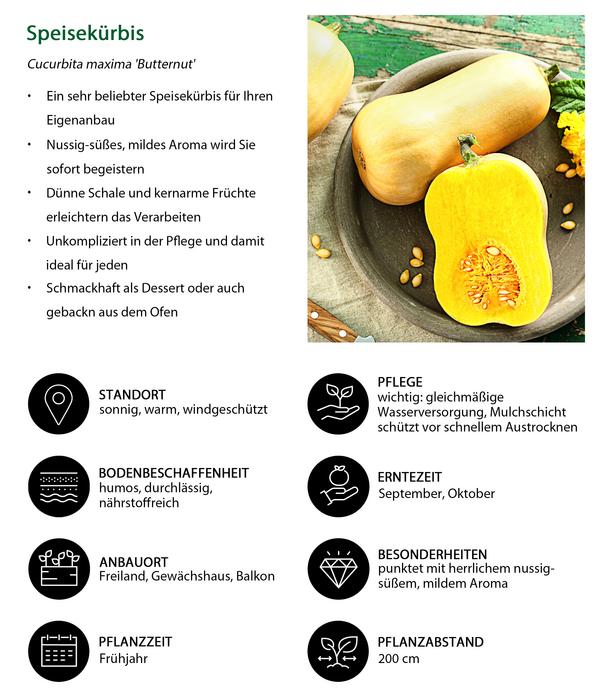 Speisekürbis 'Butternut'