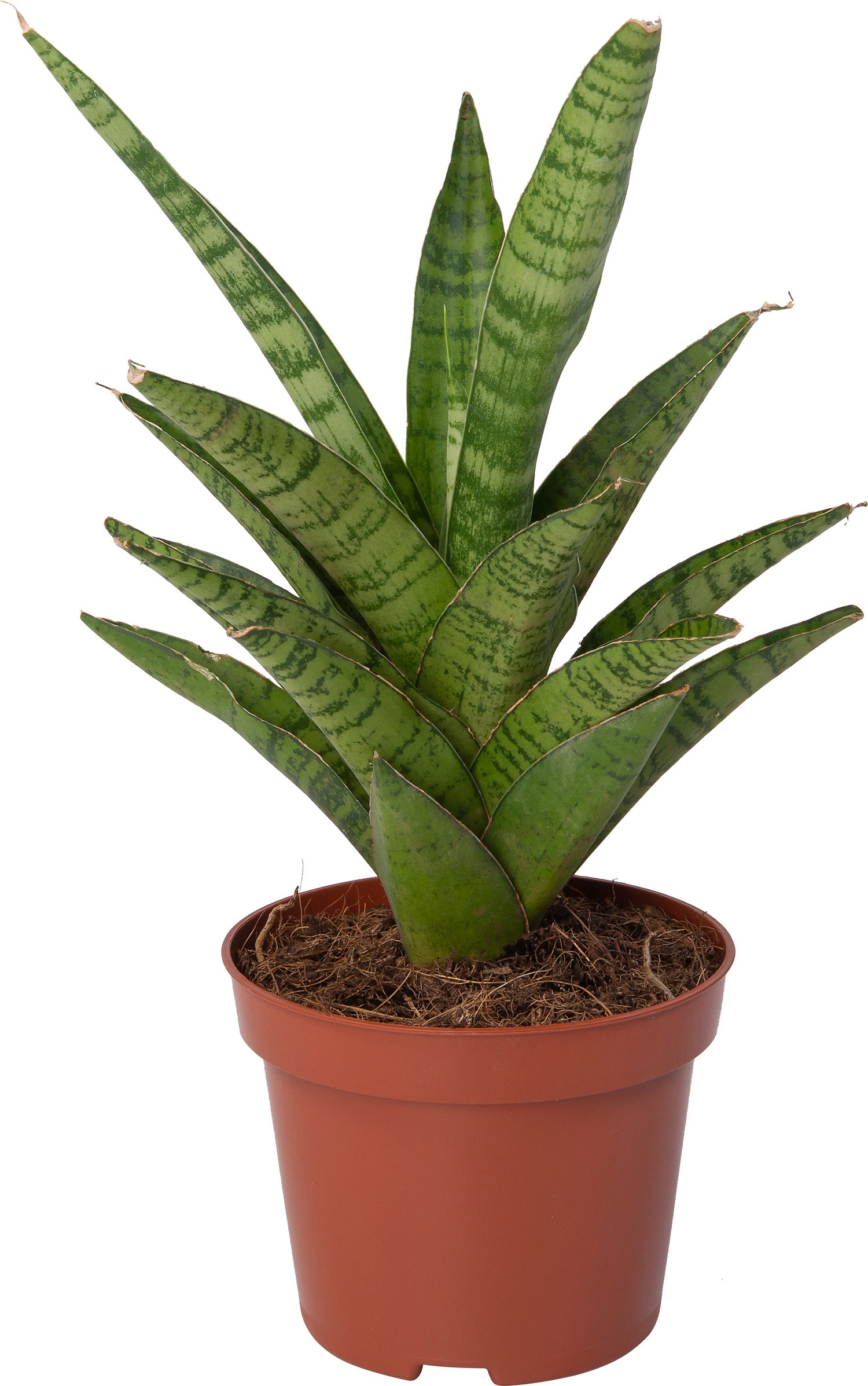 Vrouwentong (Sansevieria 'Tough Lady') D 10 H 25 cm