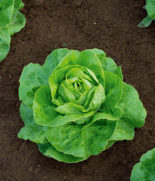 Dehner Bio-Saatgut Kopfsalat 'Summertime'