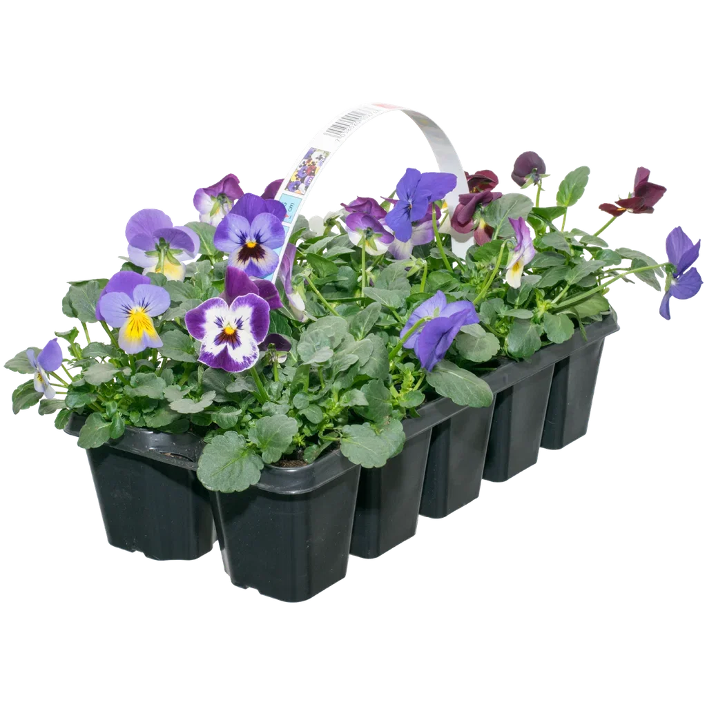 Viola x wittrockiana Stemor småblomstret 10 pk