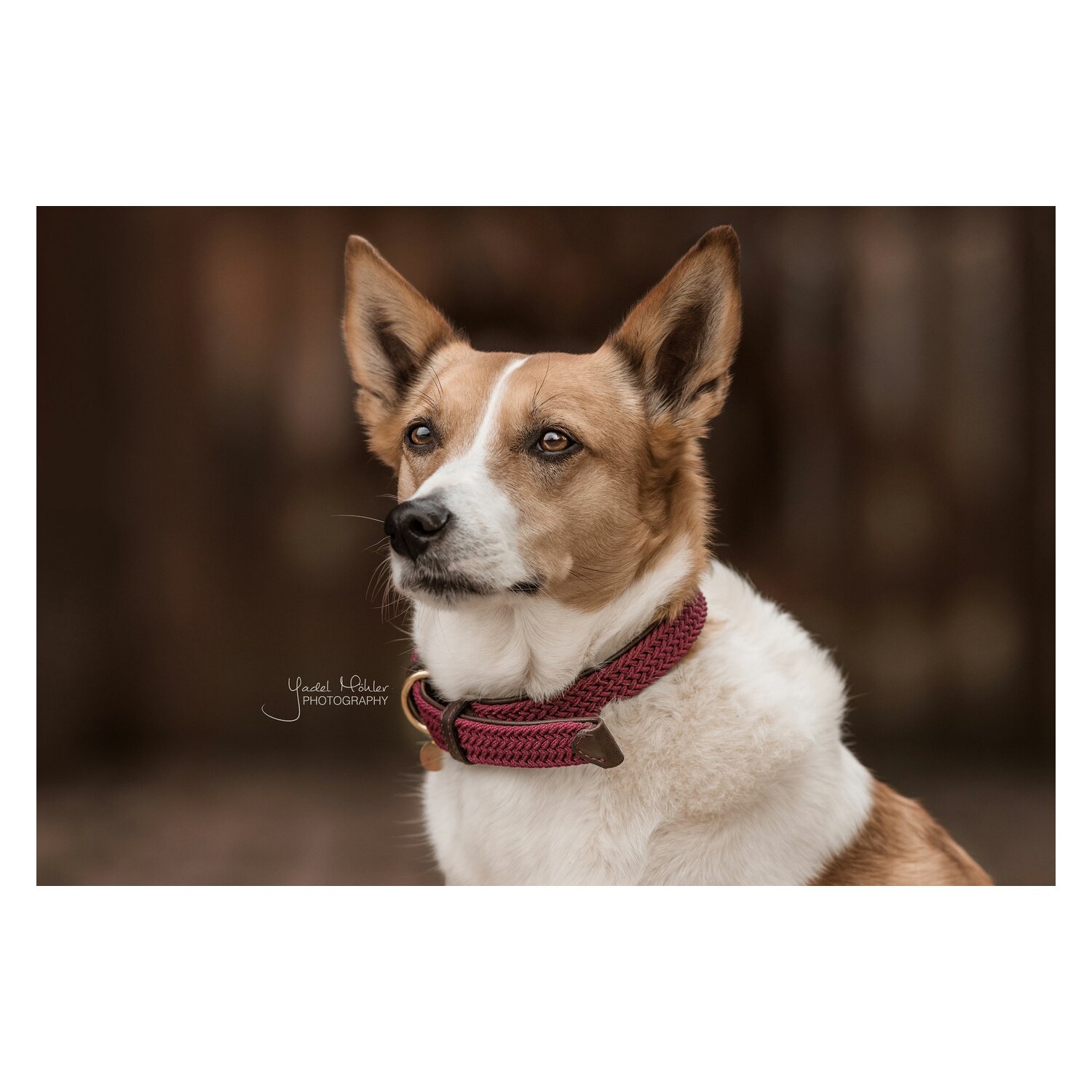 KENTUCKY DOGWEAR Hundehalsband Plaited Nylon  - bordeaux