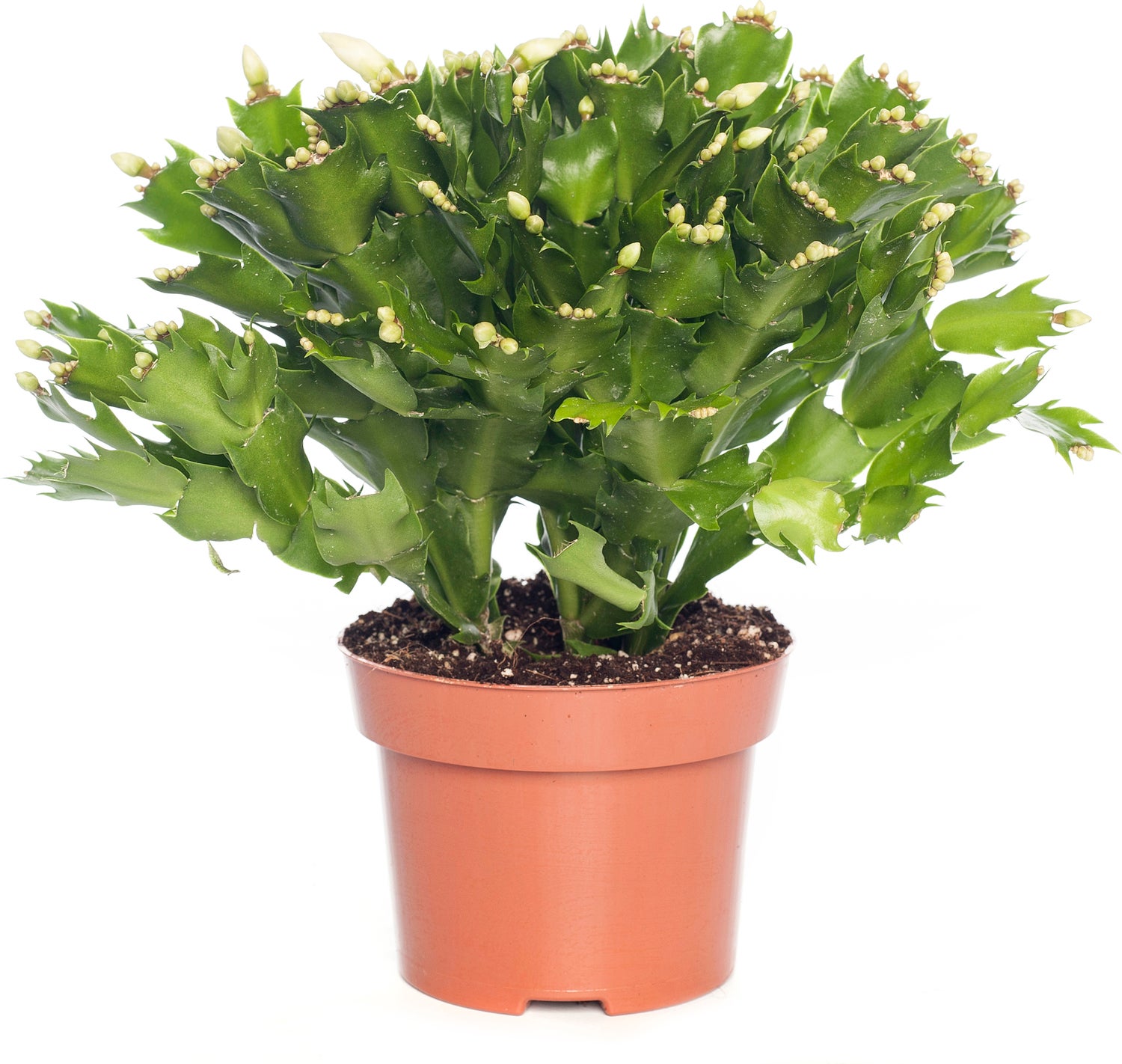 Lidcactus (Schlumbergera) wit D 13 H 35 cm