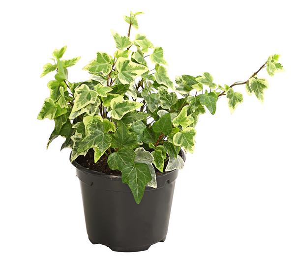 Efeu - Hedera helix, verschiedene Sorten